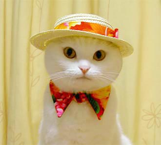 cat with a hat